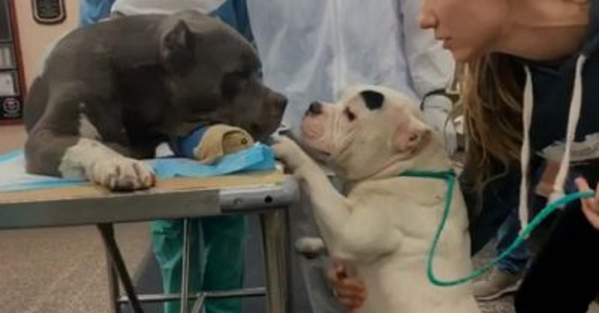 I 2 cani mostrano il loro legame dopo la perdita del proprietario (VIDEO)
