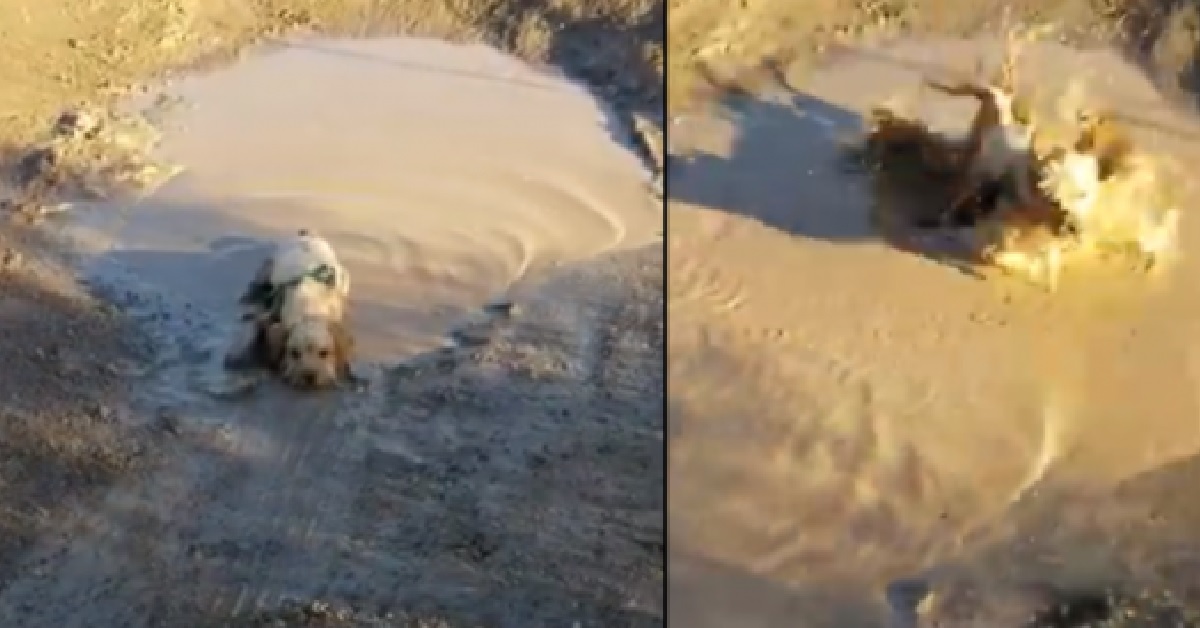 Il barboncino Peanut si tuffa nella pozzanghera di fango (VIDEO)