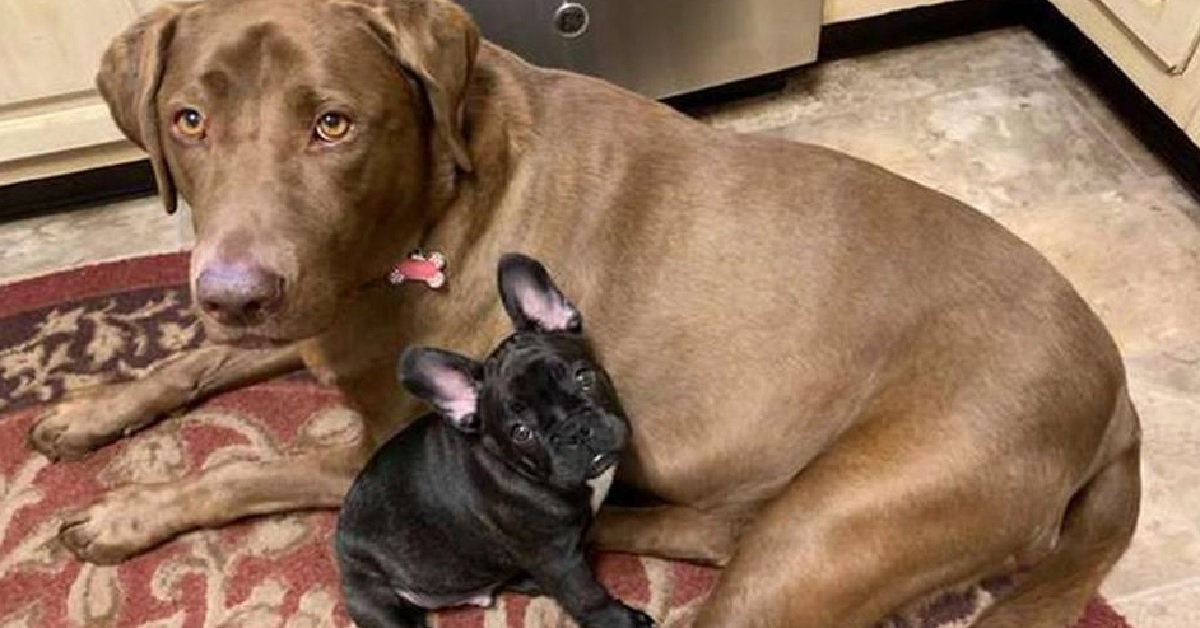 Il labrador impazzisce di gioia al ritorno del suo migliore amico (VIDEO)