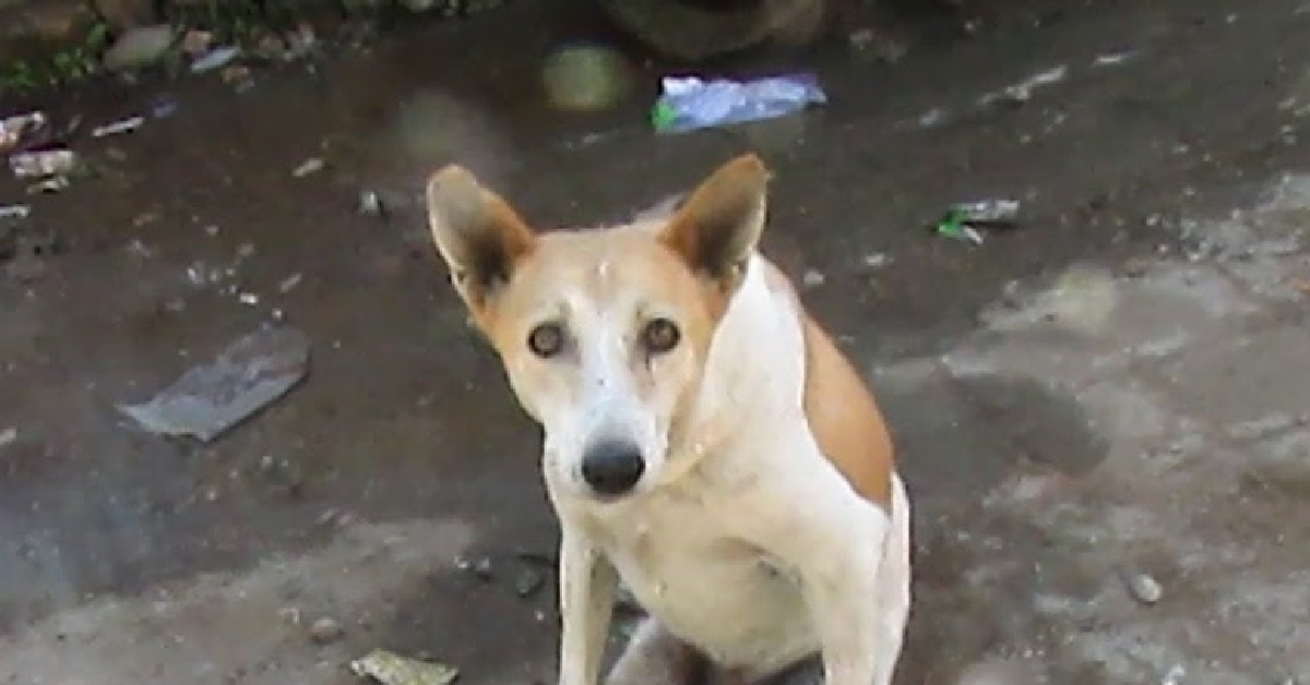 Il salvataggio del cane Sassuki, rimasto paralizzato dopo l’incidente