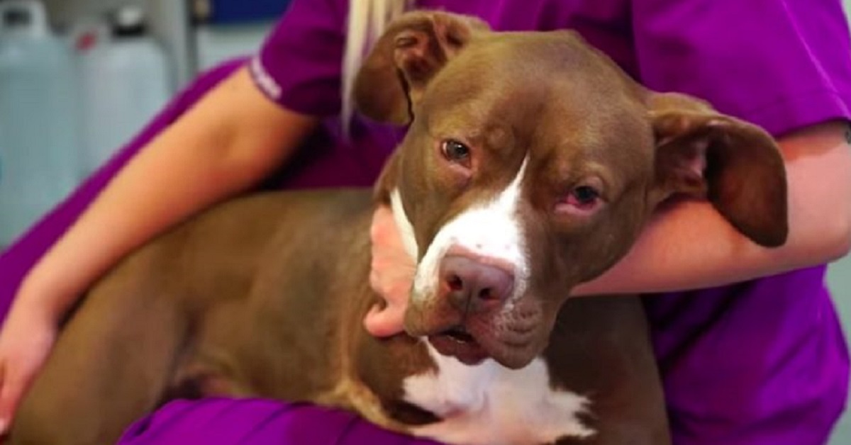 Il salvataggio di Canela, la cagnolina malata di leishmaniosi (VIDEO)