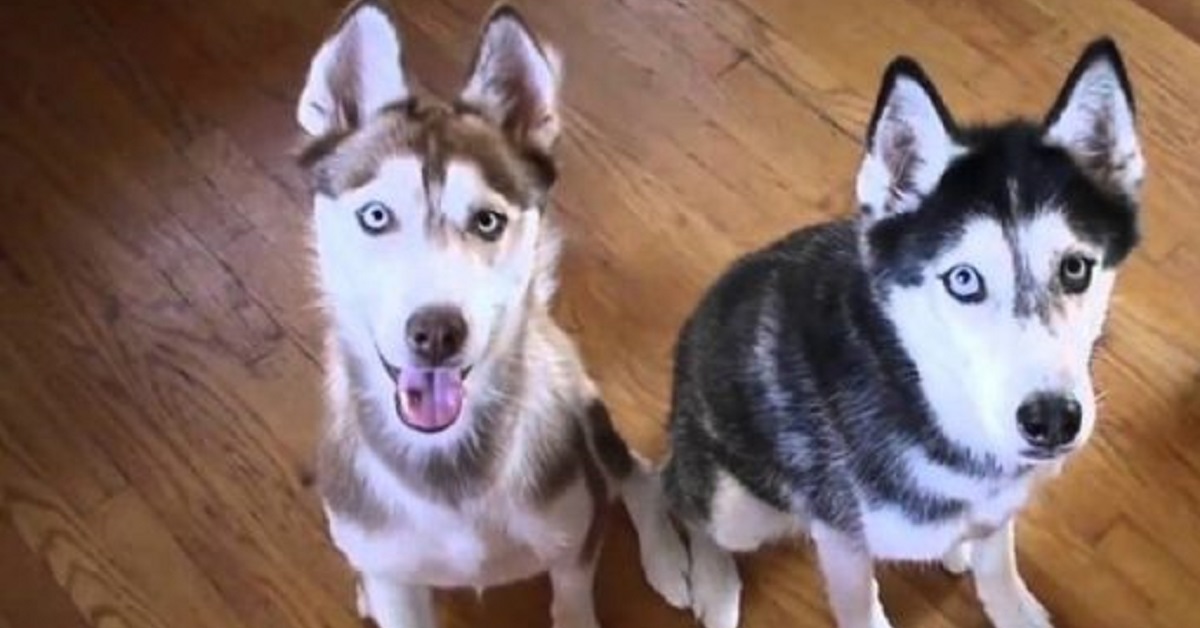 L’husky Mishka litiga con sua sorella Laika per un giocattolo (VIDEO)