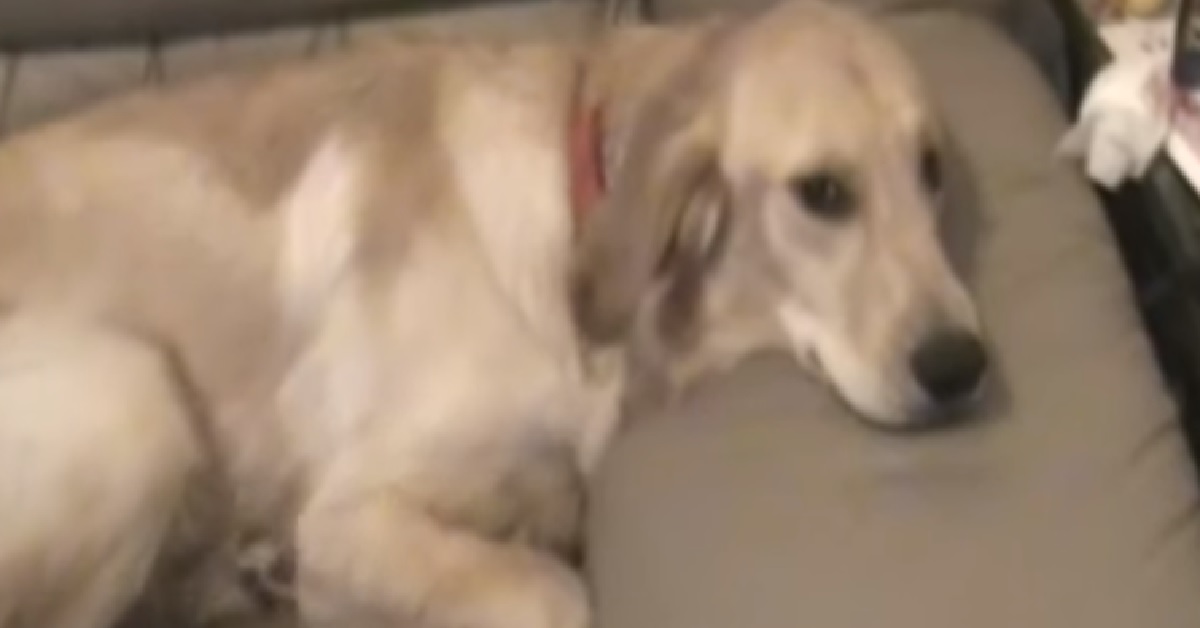 Milo, il Golden Retriever che non vuole scendere la divano (VIDEO)