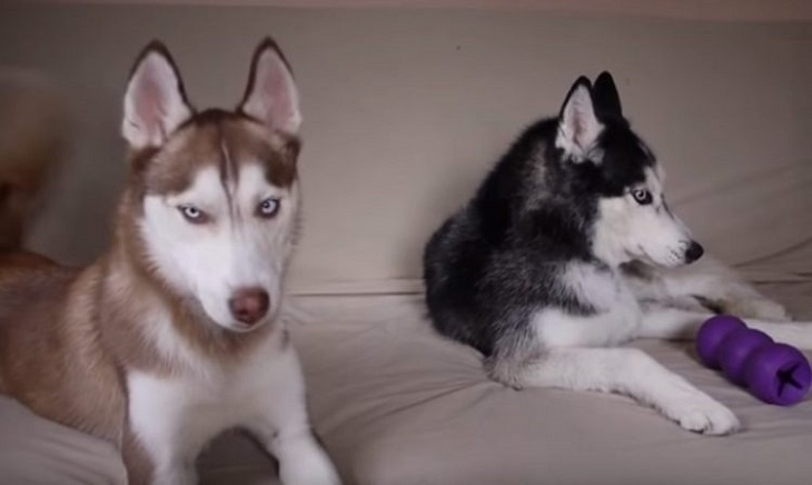 mishka-laika-gioco
