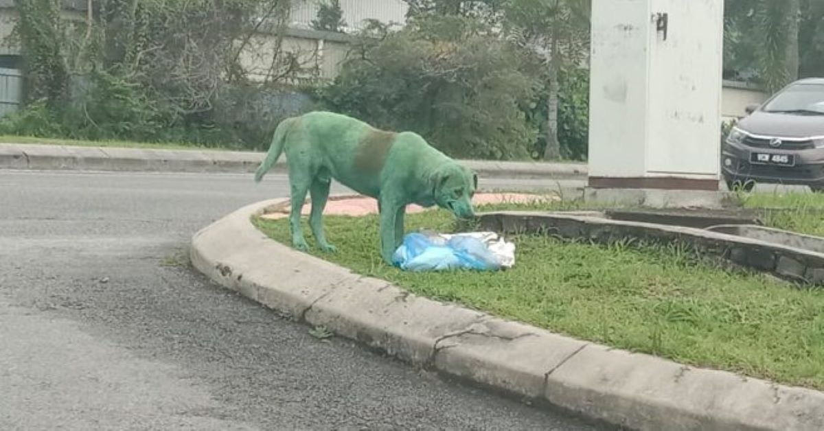 Paul, il cane randagio abusato dipinto di verde (foto)