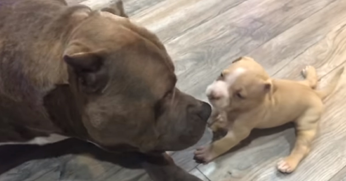 Peter, il Pitbull innamorato del suo cucciolo (video)