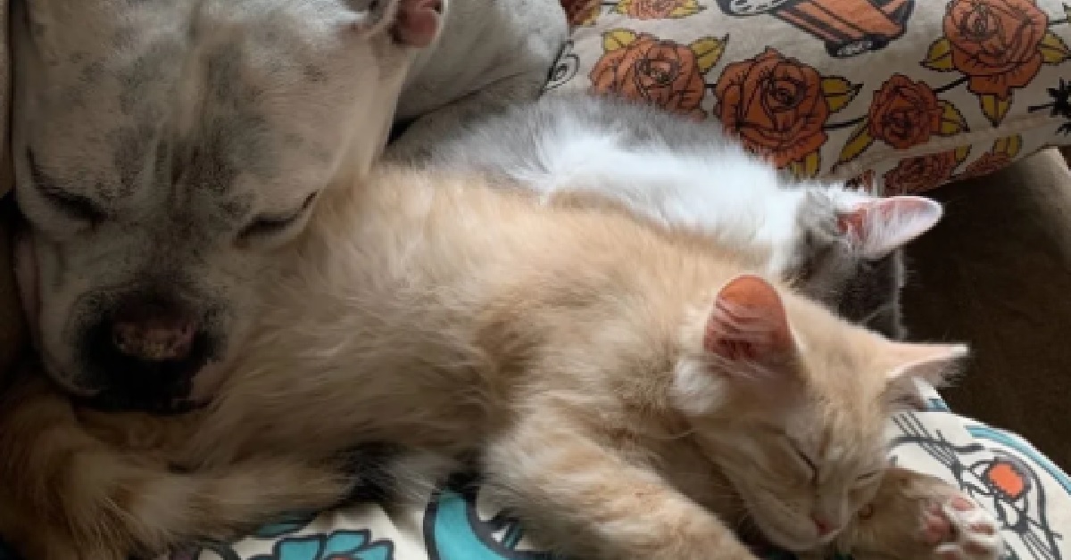Pickles il bulldog che ama coccolare i suoi amici gattini (VIDEO)