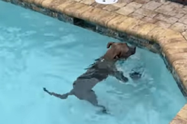 pitbull piscina video