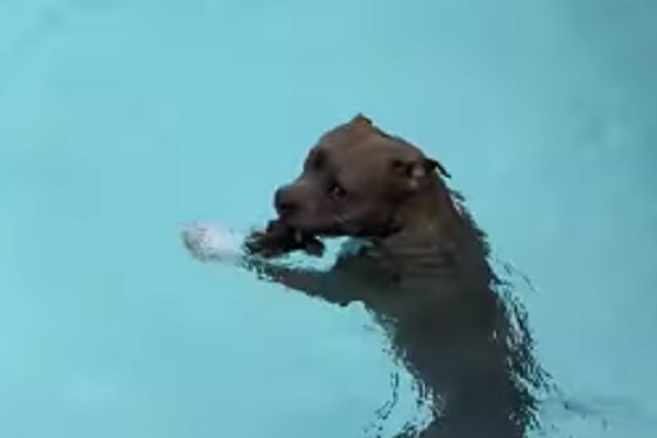 pitbull piscina