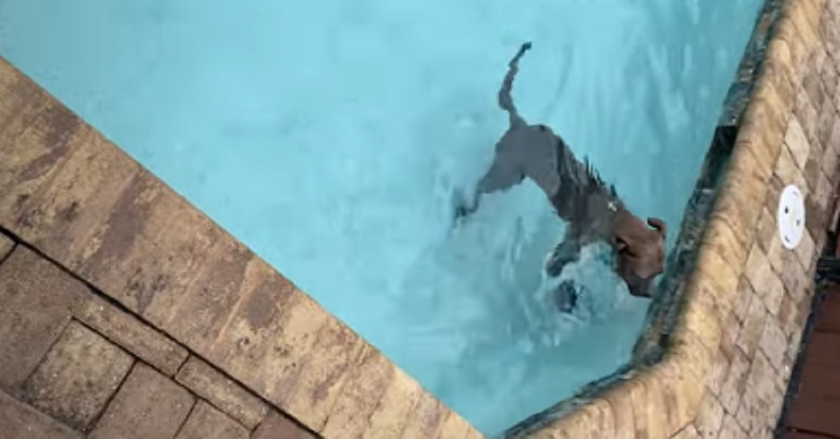 Pitbull si lancia in piscina per recuperare il giocattolo (video)