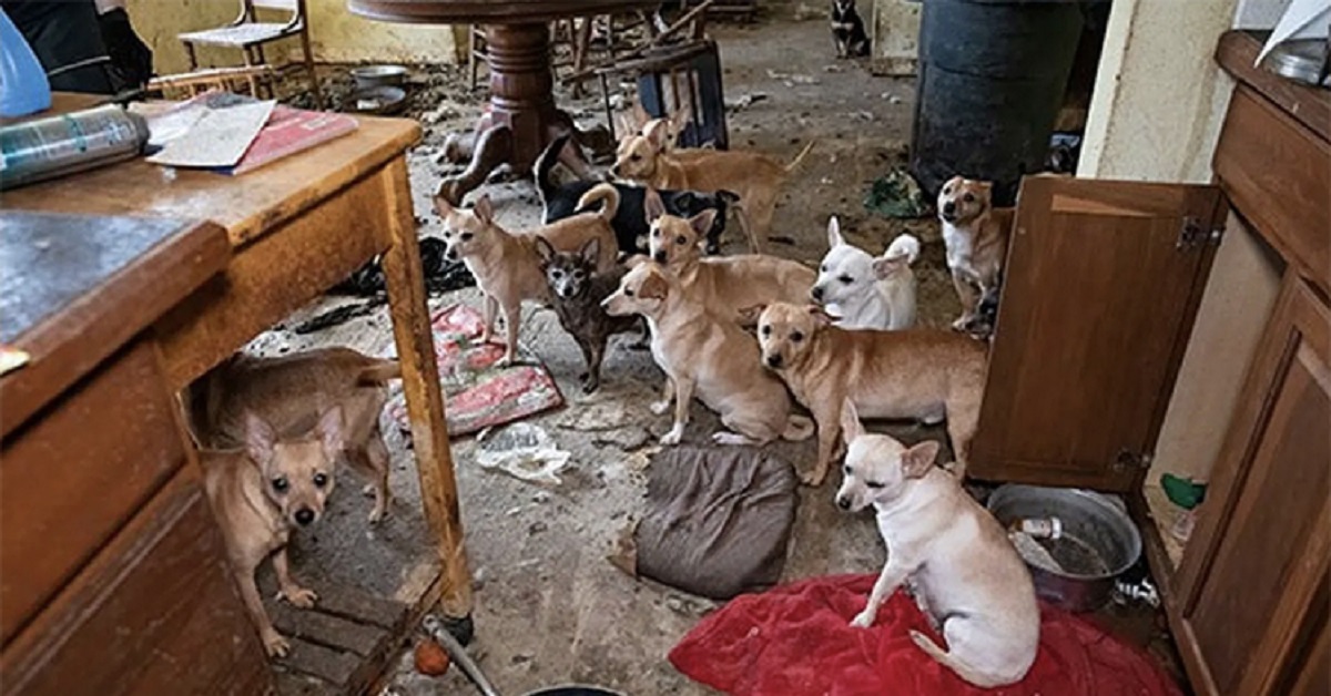 Salvataggio di 50 cani rinchiusi all’interno di una casa abbandonata