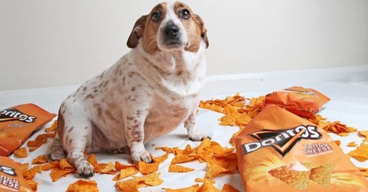 Skylar, il cane obeso terribilmente dipendente dagli snack