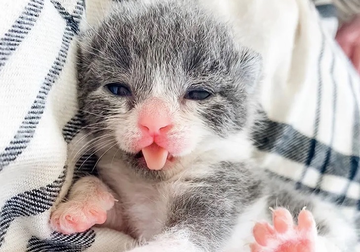 tiny-gattino