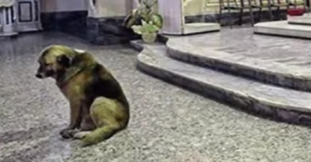 Tommy, il cane che tornava sempre in chiesa (video)