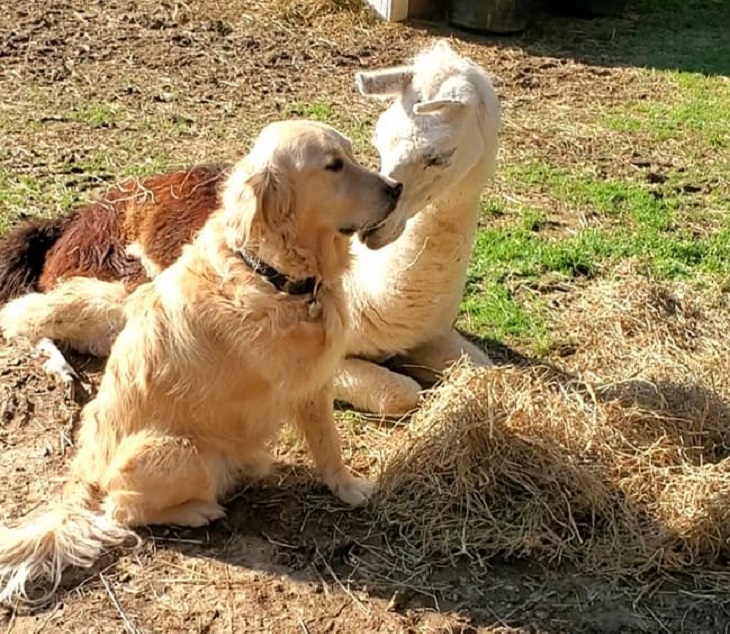 tricycle-amicizia-alpaca