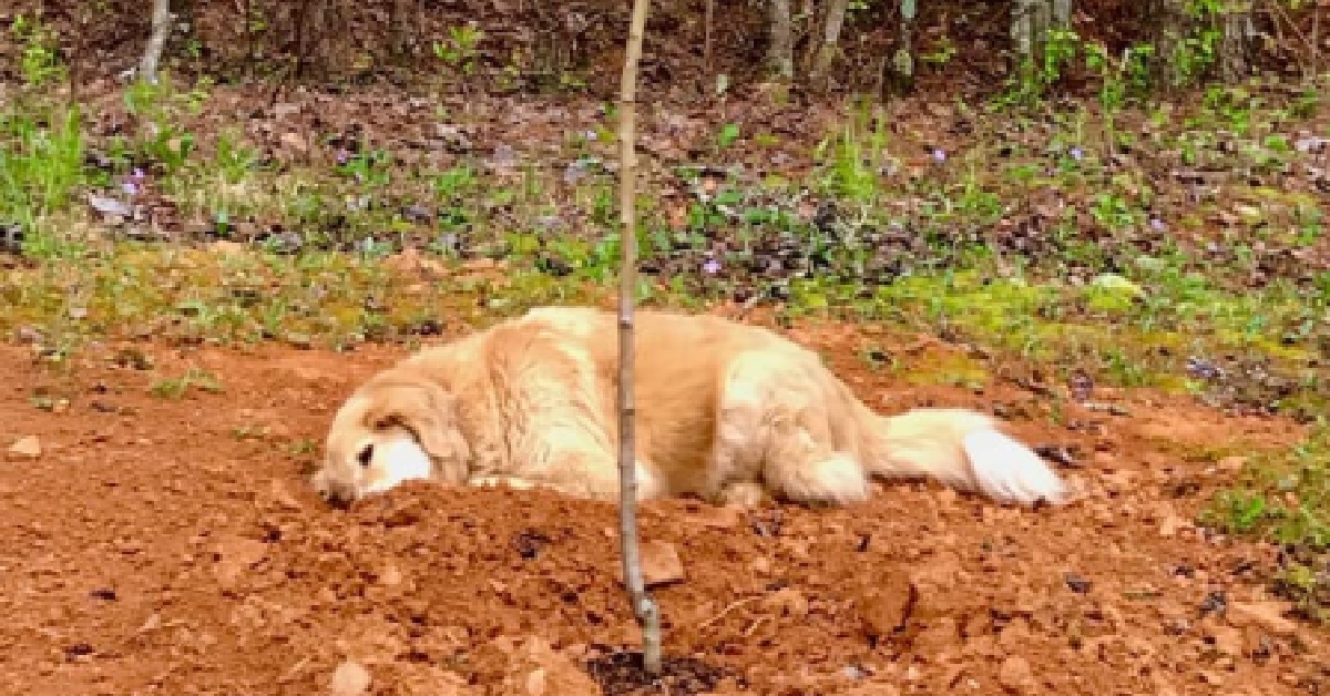 Un triste Golden Retriever piange sulla tomba dell’amico (VIDEO)