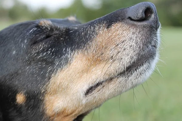 Cane che annusa