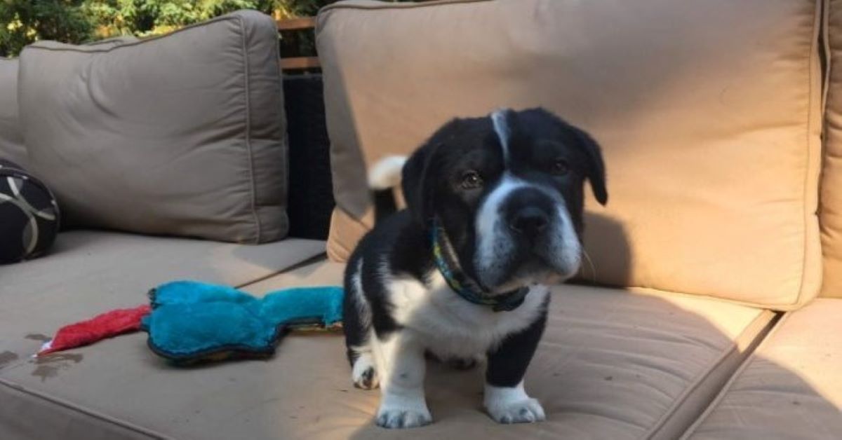 Bighead, il cagnolino californiano con la testa grande