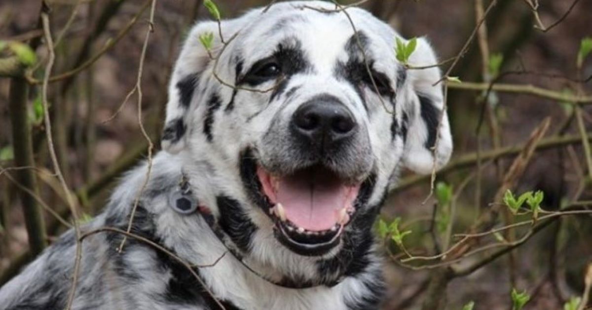 Blaze, il cane con la vitiligine dall’aspetto speciale (foto)