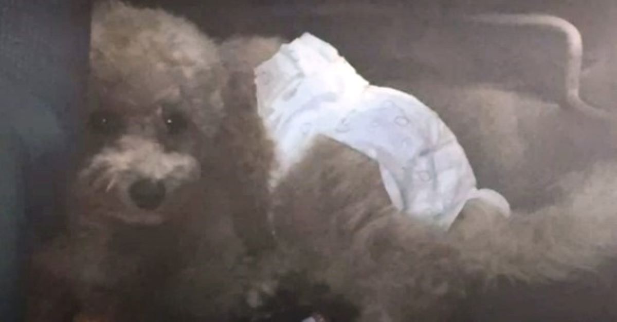 Bob, il cane lasciato in auto con un pannolino (video)