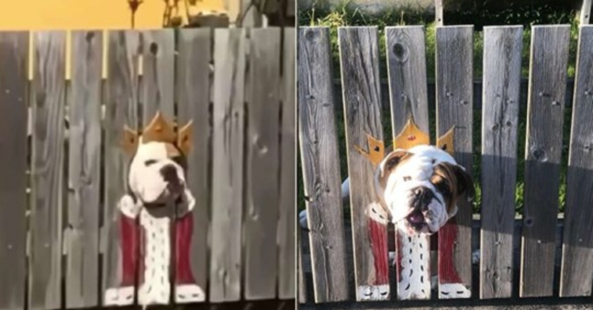 Bogart, il bulldog che sembra un re quando guarda fuori dalla recinzione (VIDEO)
