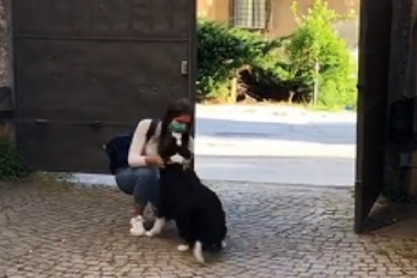 border collie video