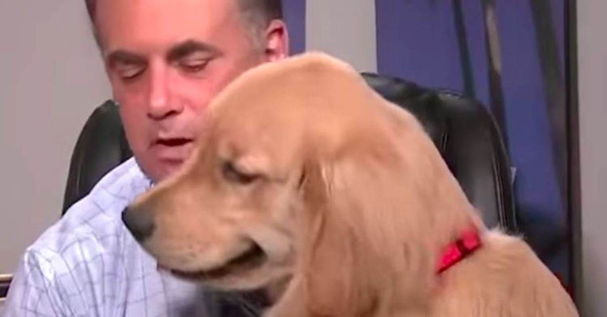 Brody, il cane che si intrufola nello studio durante le riprese del meteo (video)