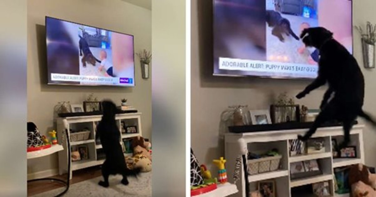 Bronn, il cane che è impazzito di gioia quando ha visto un suo filmato in tv (VIDEO)