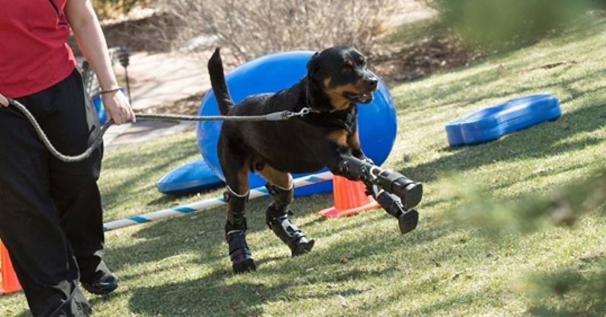 Bruto il Rottweiler senza zampe è tornato a camminare di nuovo