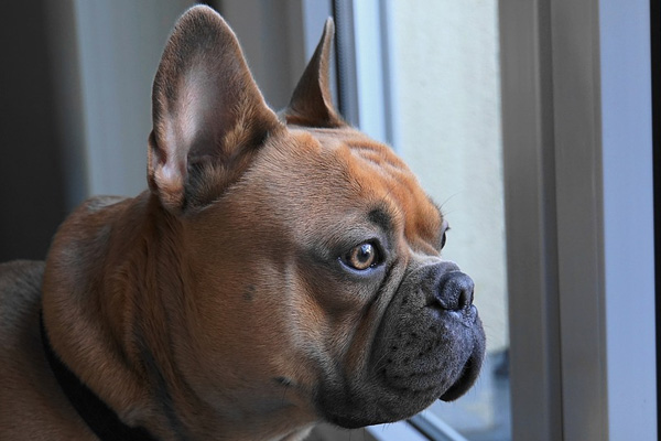 Cane osserva da una finestra