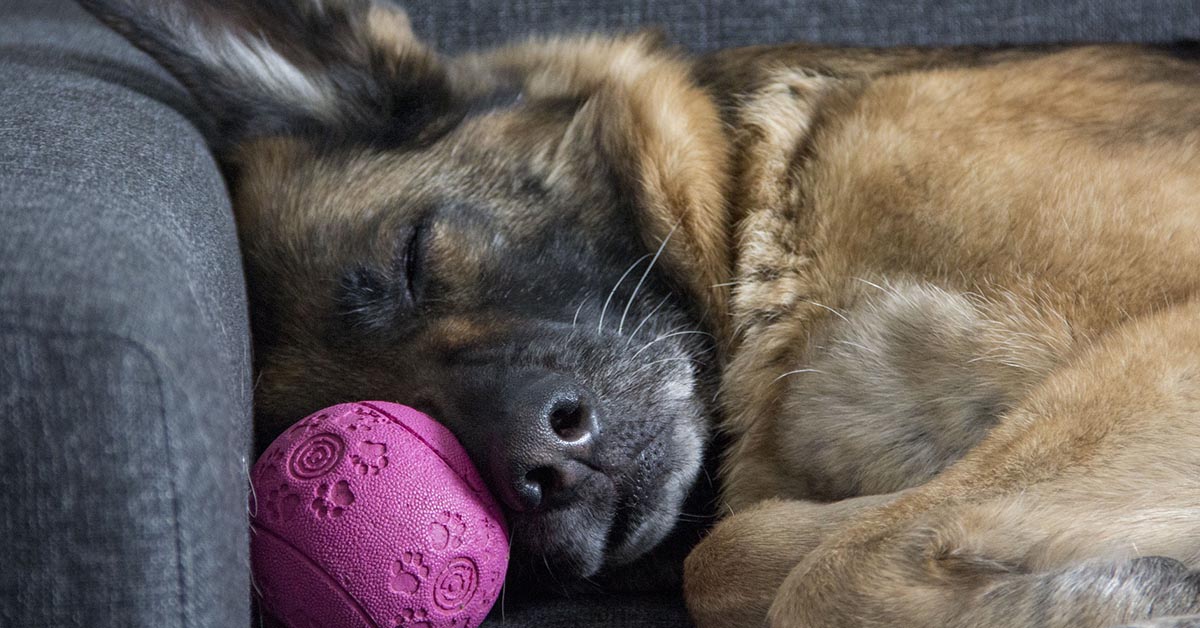 Cane poco vivace, che succede? Cause e trucchi per tirarlo su