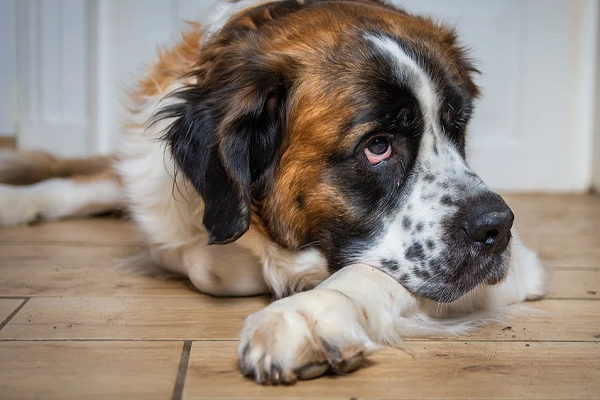 Cane sdraiato che osserva