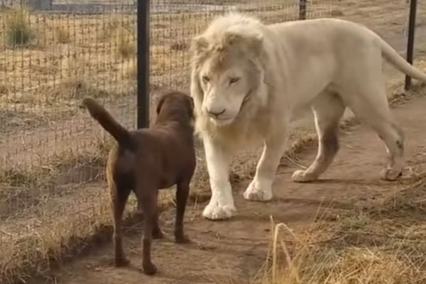 Cane con un leone