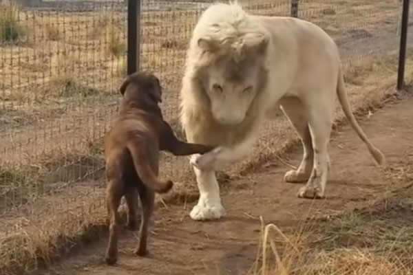 Cane con un leone