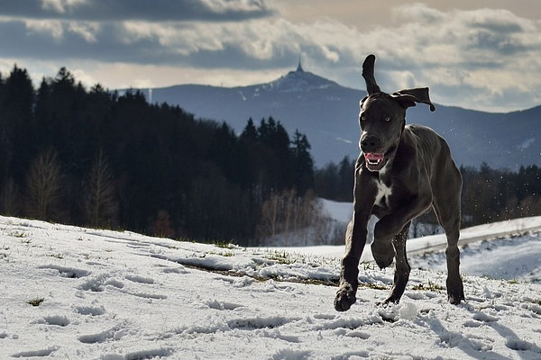 Cane corre