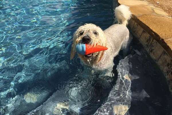 cane in piscina