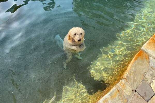 cane in piscina