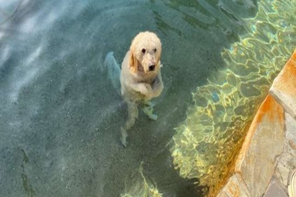 Cassidy la cagnolina che ha imparato a stare in piedi dentro la piscina