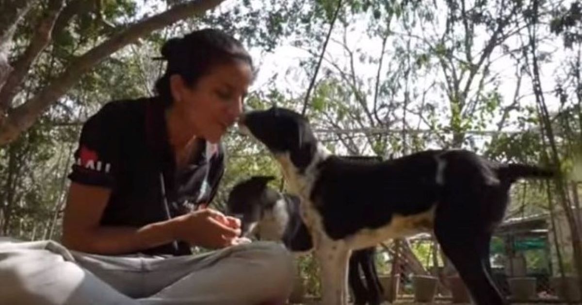 Charlotte e Lucy, i cagnolini salvati in tempo (video)