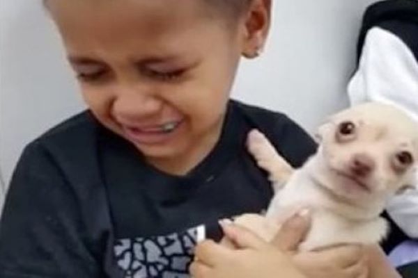 chihuahua bambino video