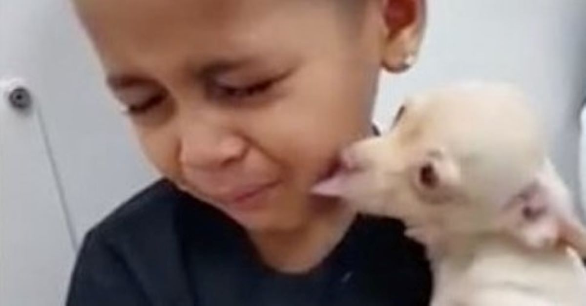 Chihuahua fa innamorare un bambino che lo vede al rifugio (video)