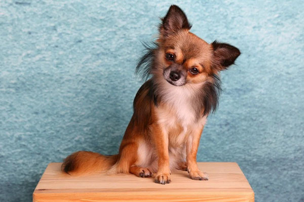 Chihuahua osserva