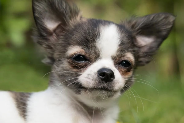 Chihuahua osserva