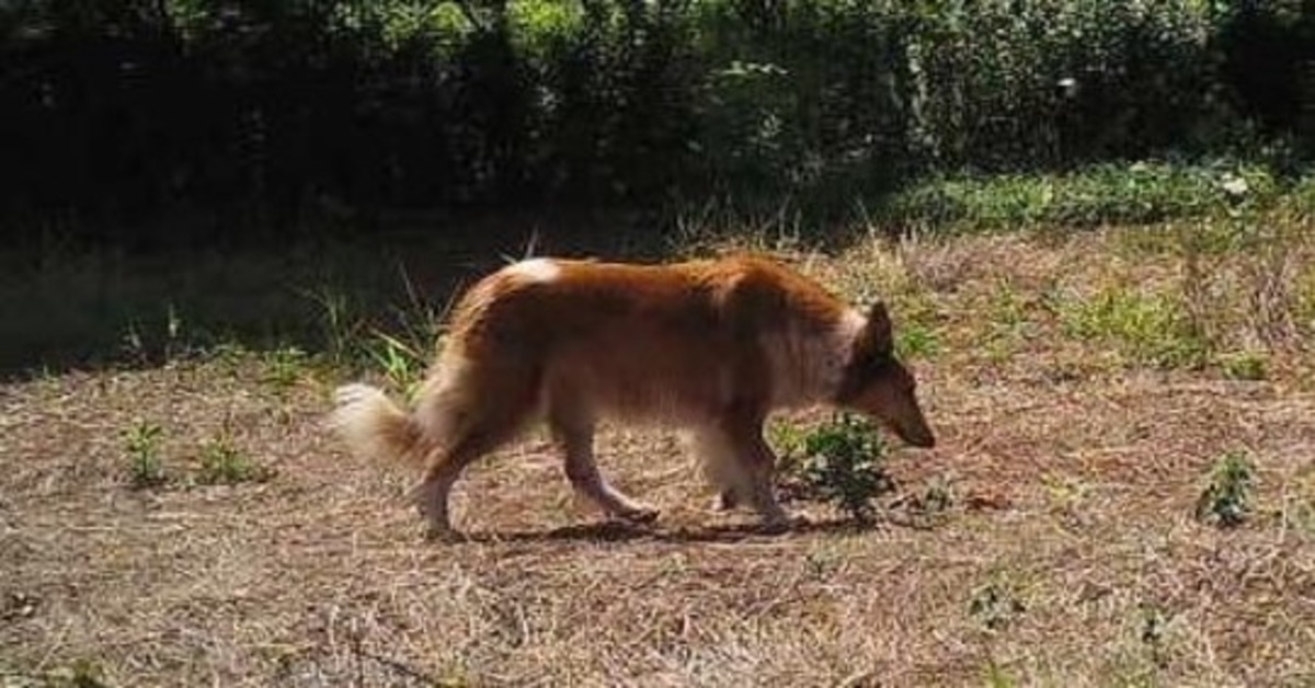 Chrissy, la cagnolina scomparsa e che ha vissuto per tre anni con gli animali selvatici