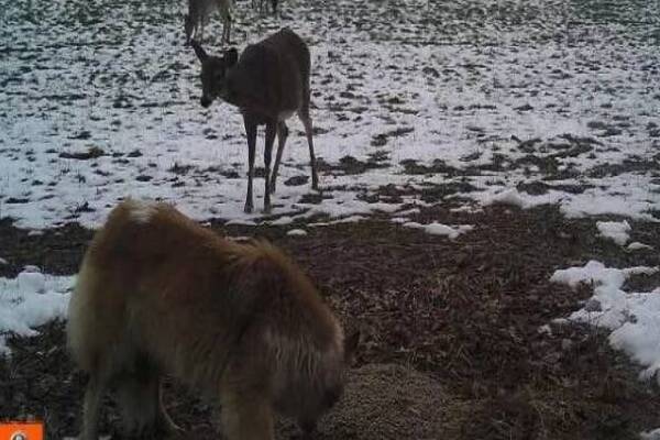 cane insieme a dei coyote