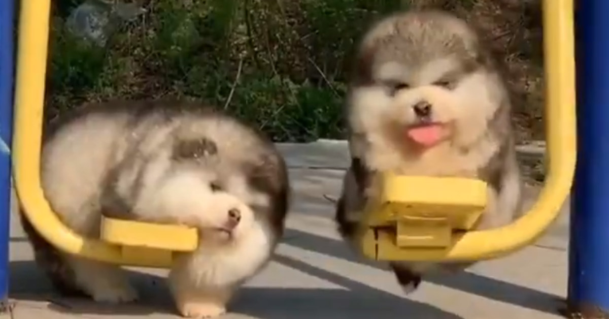 Cuccioli di Chow Chow vanno sull’altalena, ma in modo completamente diverso (video)