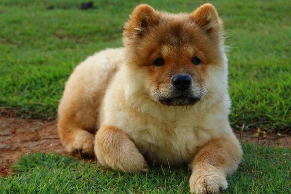 Chow Chow che osserva