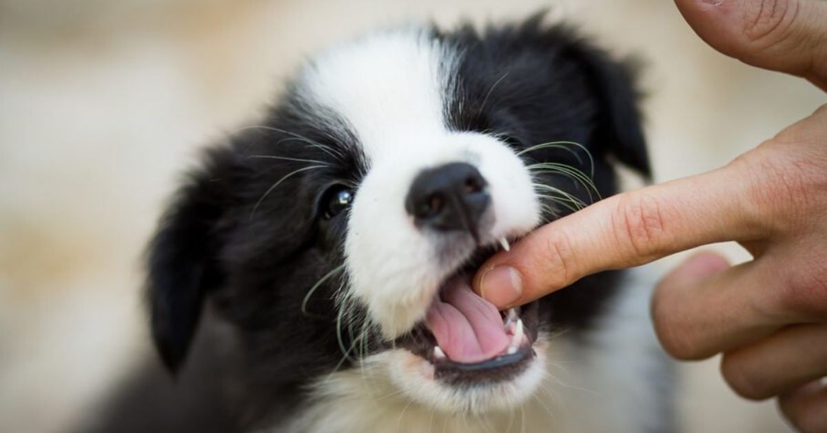 Cucciolo di cane che morde: perché e cosa fare