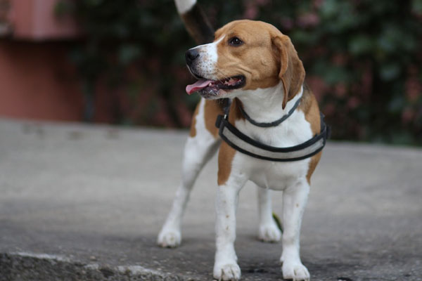 Beagle che osserva