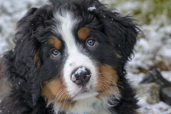 Cucciolo di Bovaro del Bernese che osserva